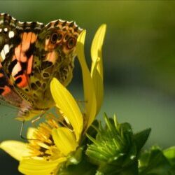 Colorful butterfly on yellow flower in sunlight.